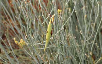 Asclepias subulata, Rush Milkweed, Southwest Desert Flora